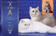 питомник ЭЛИТА - персы,  экзоты,  шотланцы,  британцы