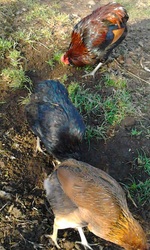 Инкубационное яйцо кур породы-Араукан 