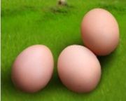 яйца куриные инкубационные Рос-308