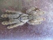 Продам паука-птицееда Hetеroscodra Maculata 6L